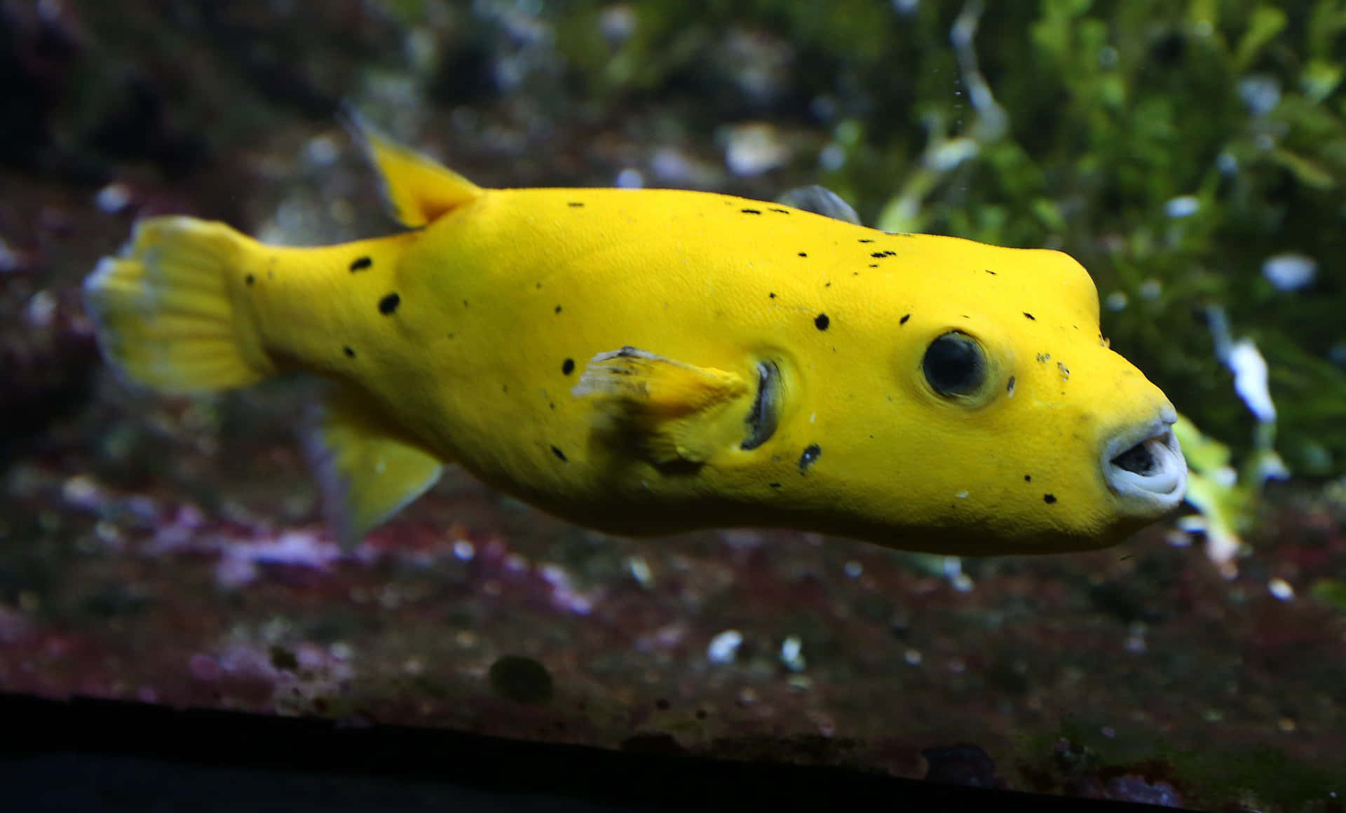Yellow Blackspotted Boxfish Swimming Wallpaper