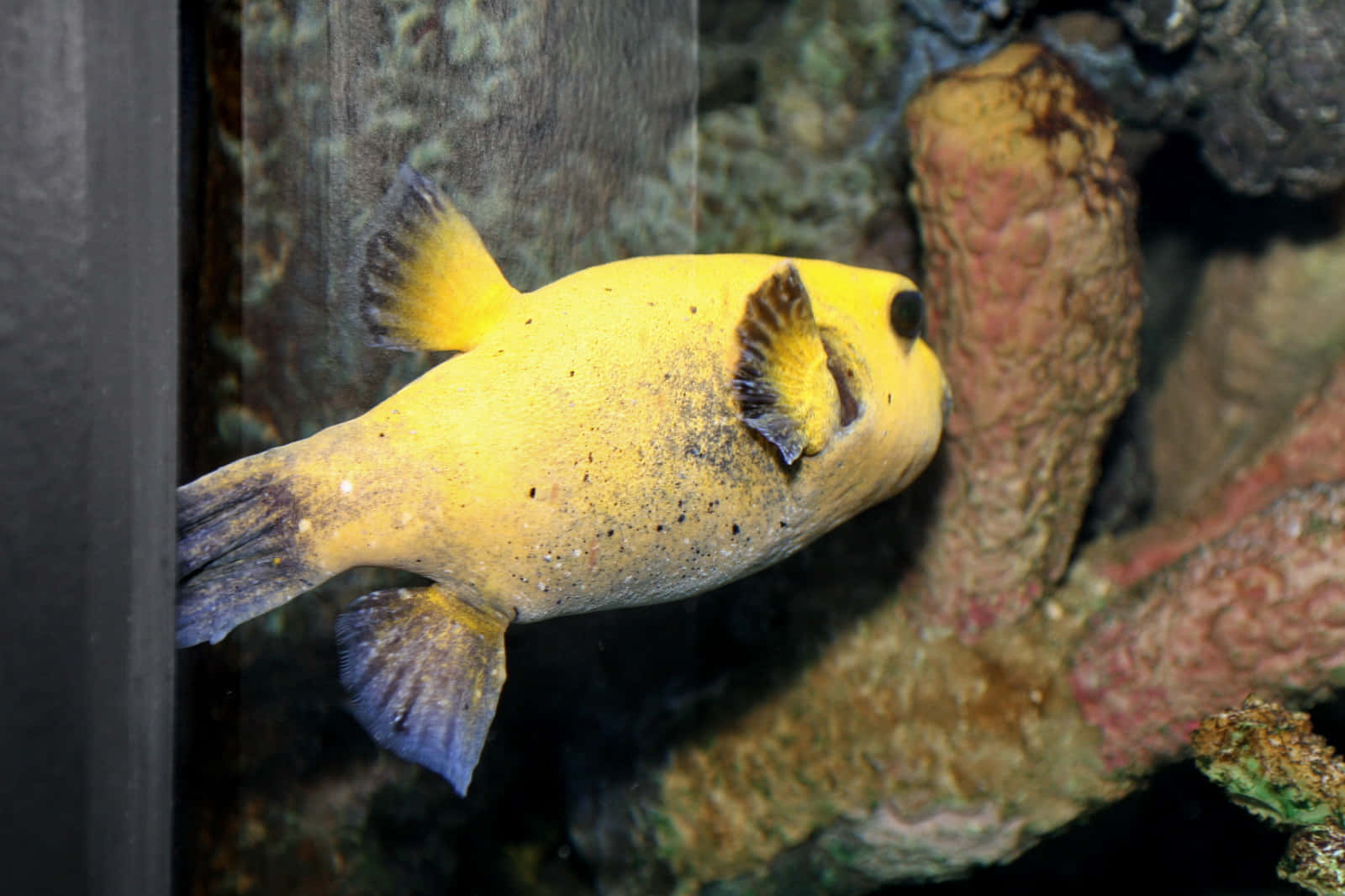 Yellow Blackspotted Fish Aquarium Wallpaper