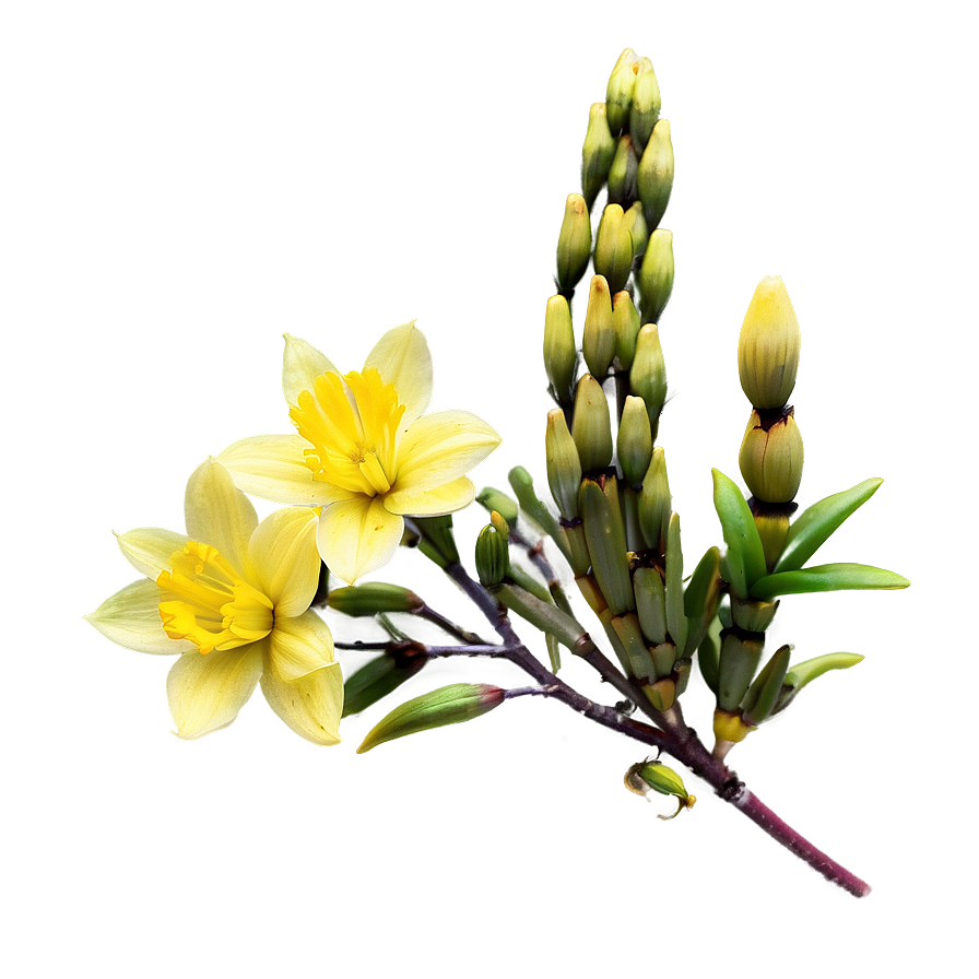 Yellow Blooms Png Fyq61 PNG