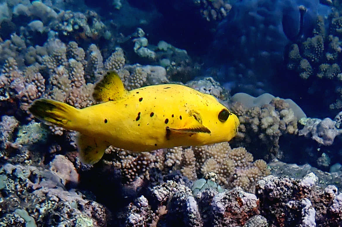 Yellow Boxfish Coral Reef Wallpaper