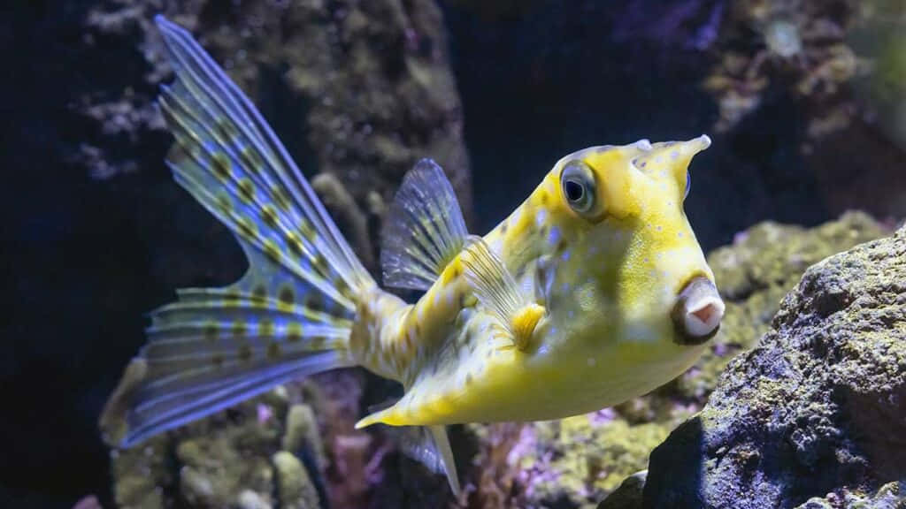 Yellow Boxfish In Aquarium Wallpaper