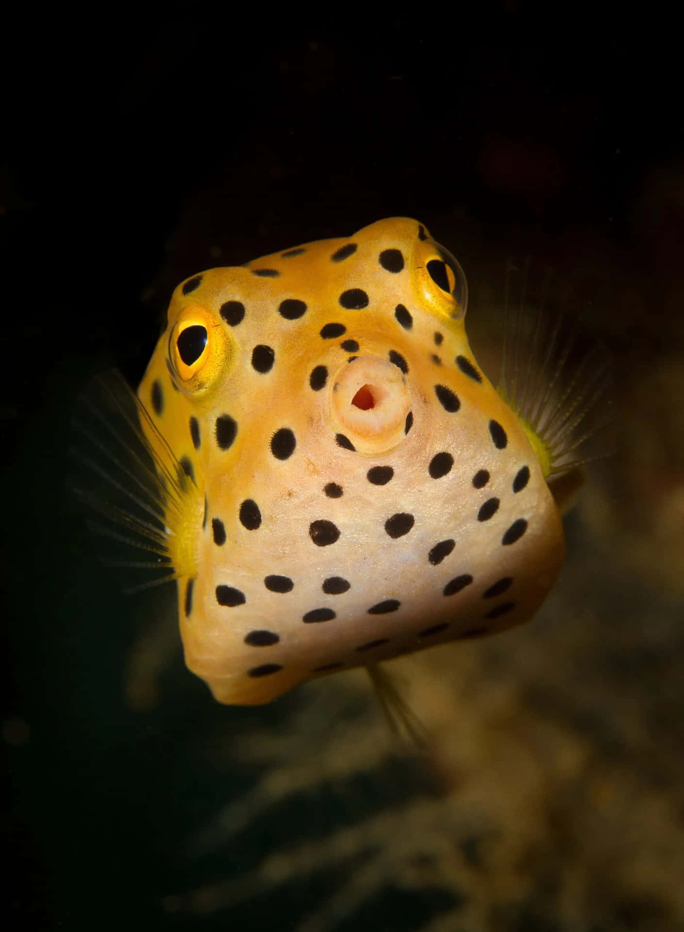 Yellow Boxfish Portrait Wallpaper