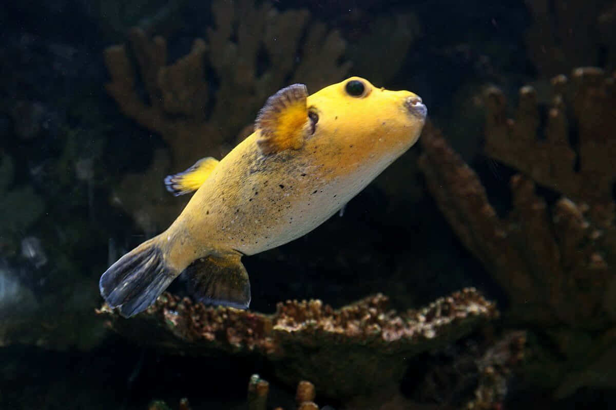 Yellow Boxfish Swimming Aquarium Wallpaper