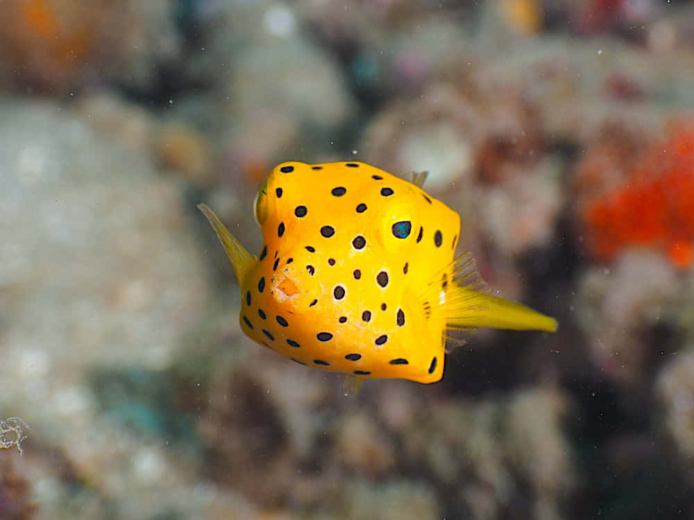 Yellow Boxfish Swimming Wallpaper