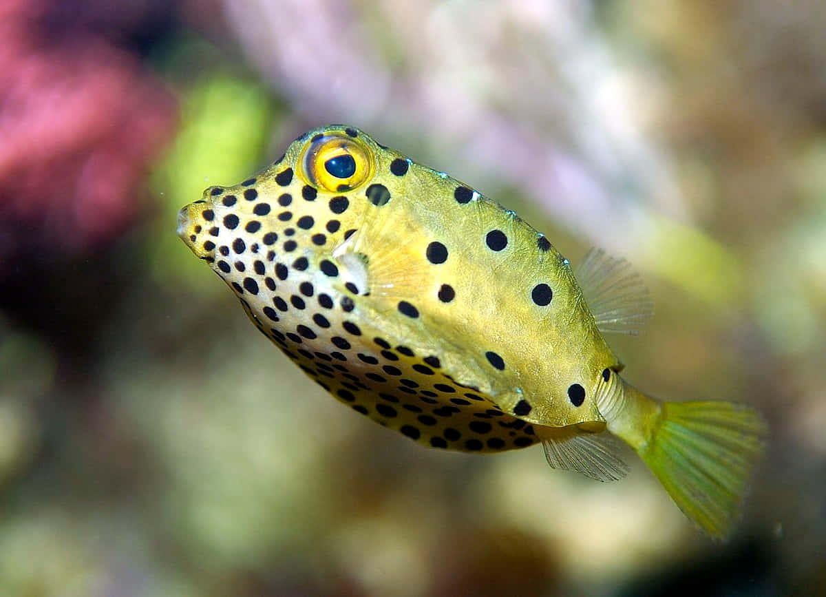 Ikan Kotak Kuning Di Bawah Laut Wallpaper