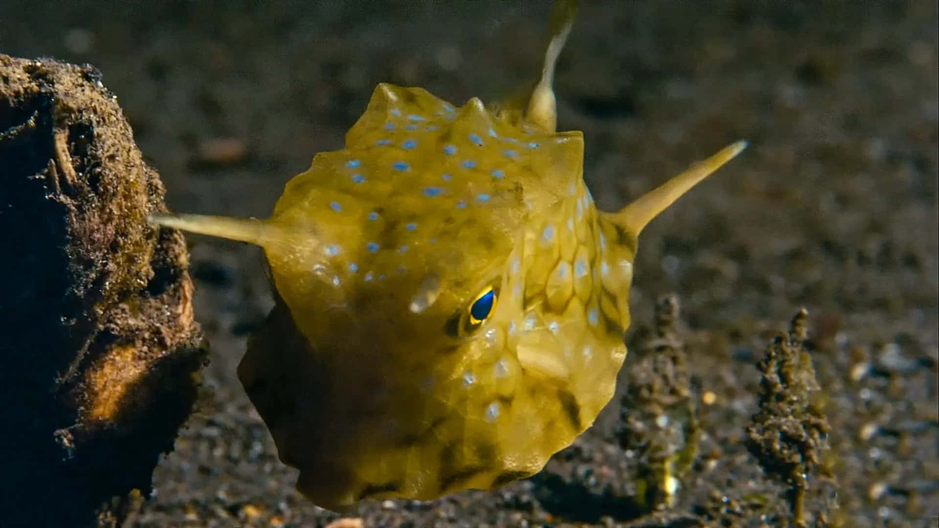 Yellow Boxfish Underwater Wallpaper