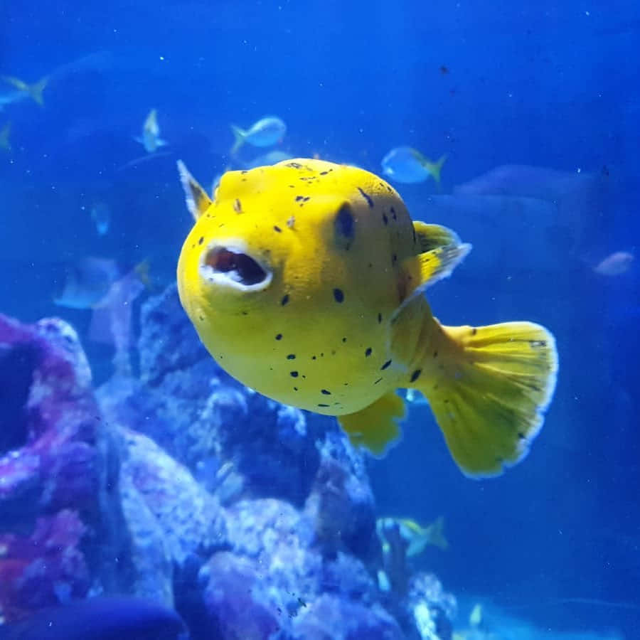 Yellow Boxfish Underwater Wallpaper