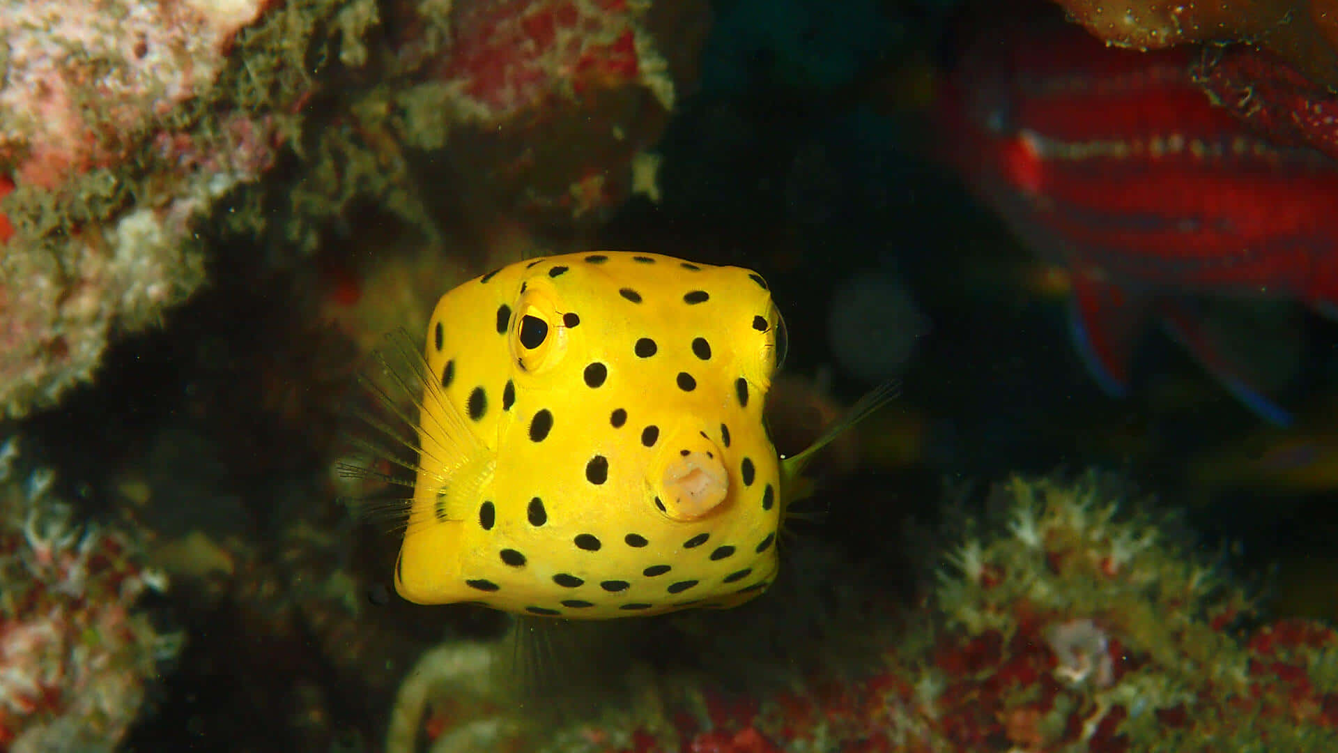 Yellow Boxfish Underwater Wallpaper