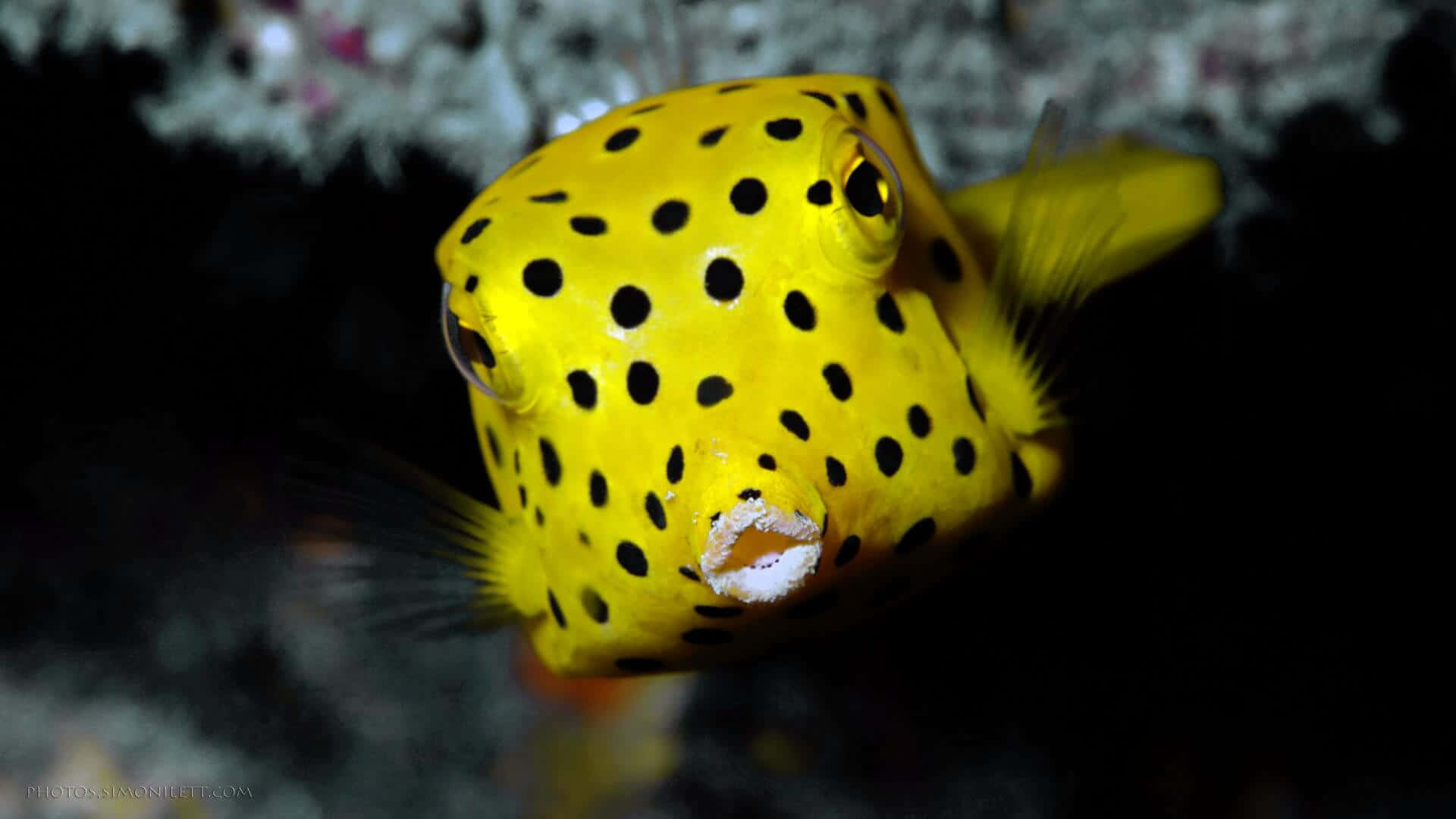 Yellow Boxfish Underwater Wallpaper