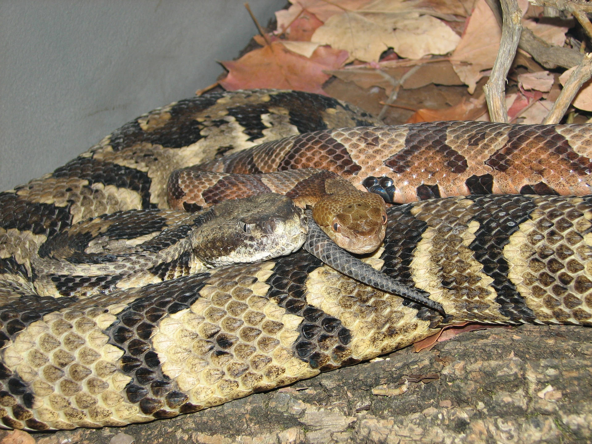 Yellow Brown Timber Rattler Snake Wallpaper
