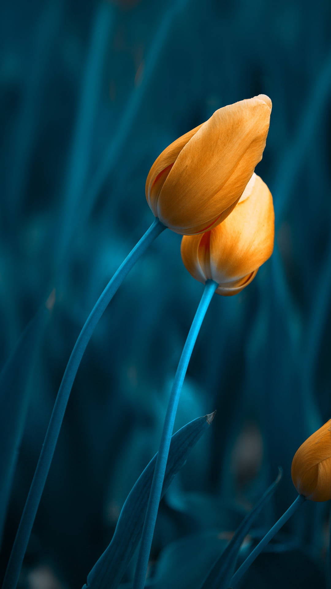Gul knop af tulipan blomster, der flyver imod en mørkeblå baggrund. Wallpaper