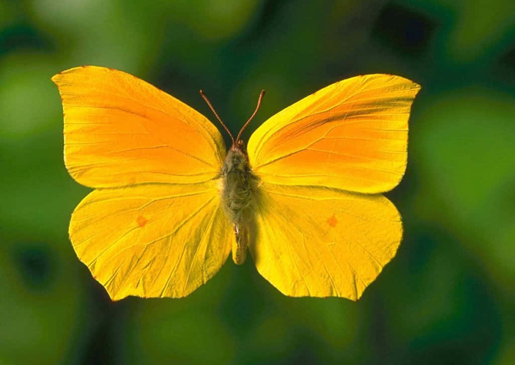 A Vibrant Yellow Butterfly on a Purple Flower Wallpaper