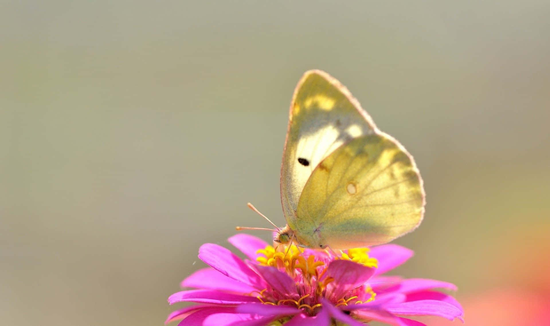 A vibrant yellow butterfly in nature Wallpaper