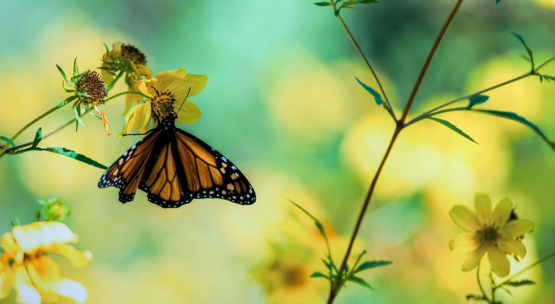 Vibrant Yellow Butterfly Perched on a Delicate Branch Wallpaper