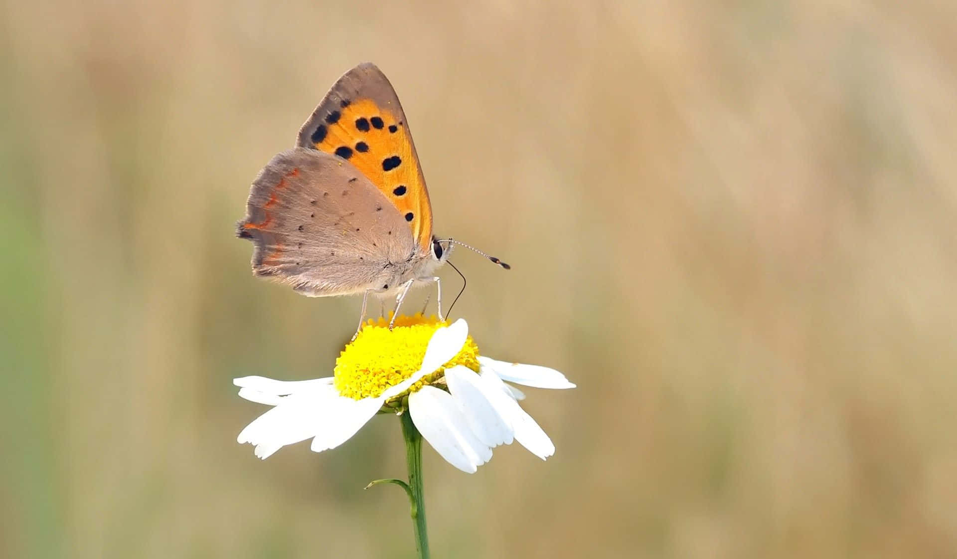 Stunning Yellow Butterfly Perched on Flowers Wallpaper