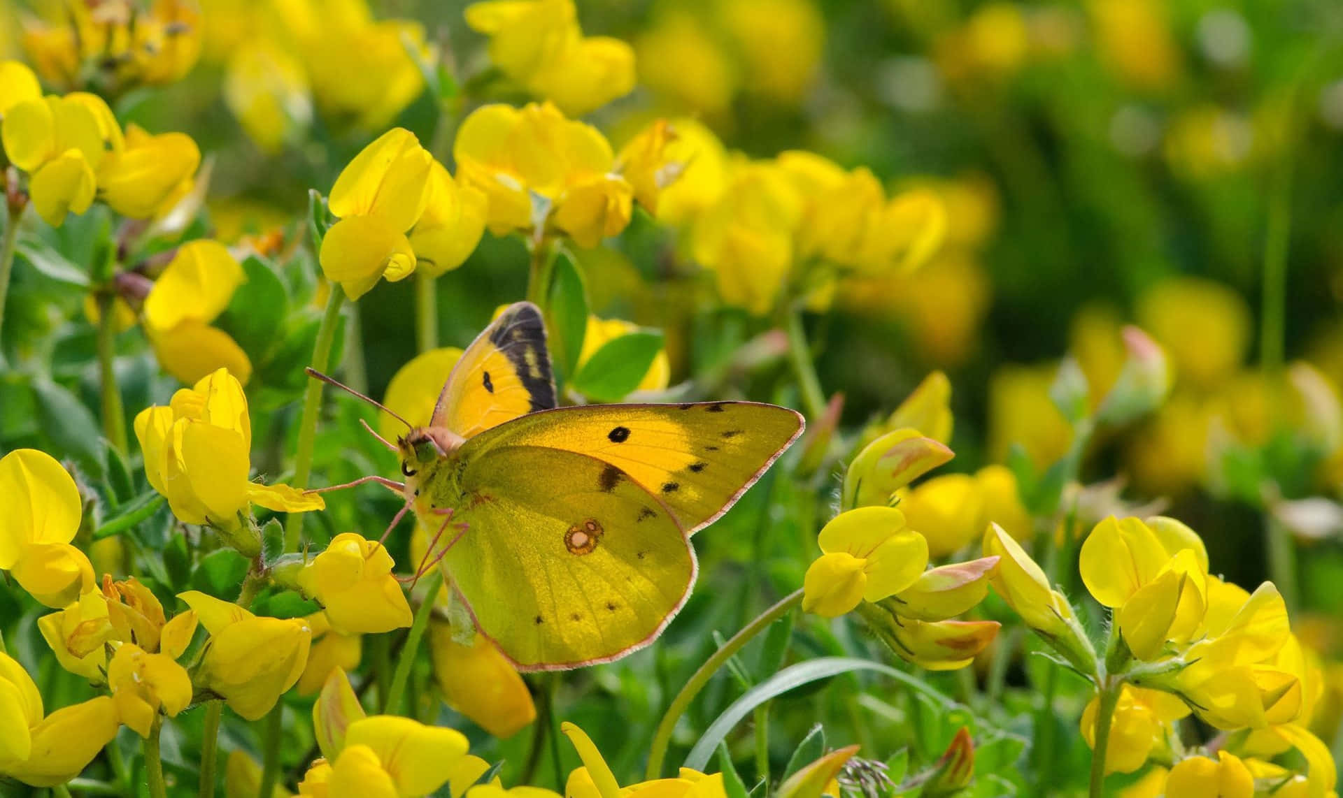 Captivating Yellow Butterfly in Flit Wallpaper