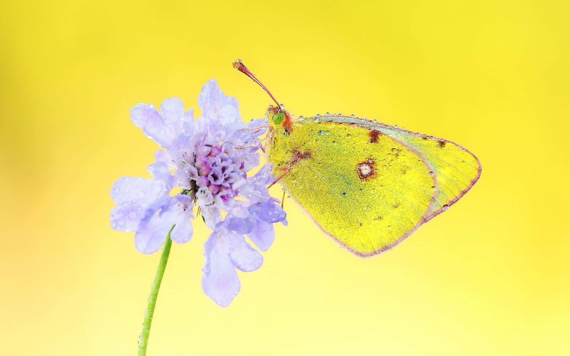 Captivating Yellow Butterfly Wallpaper