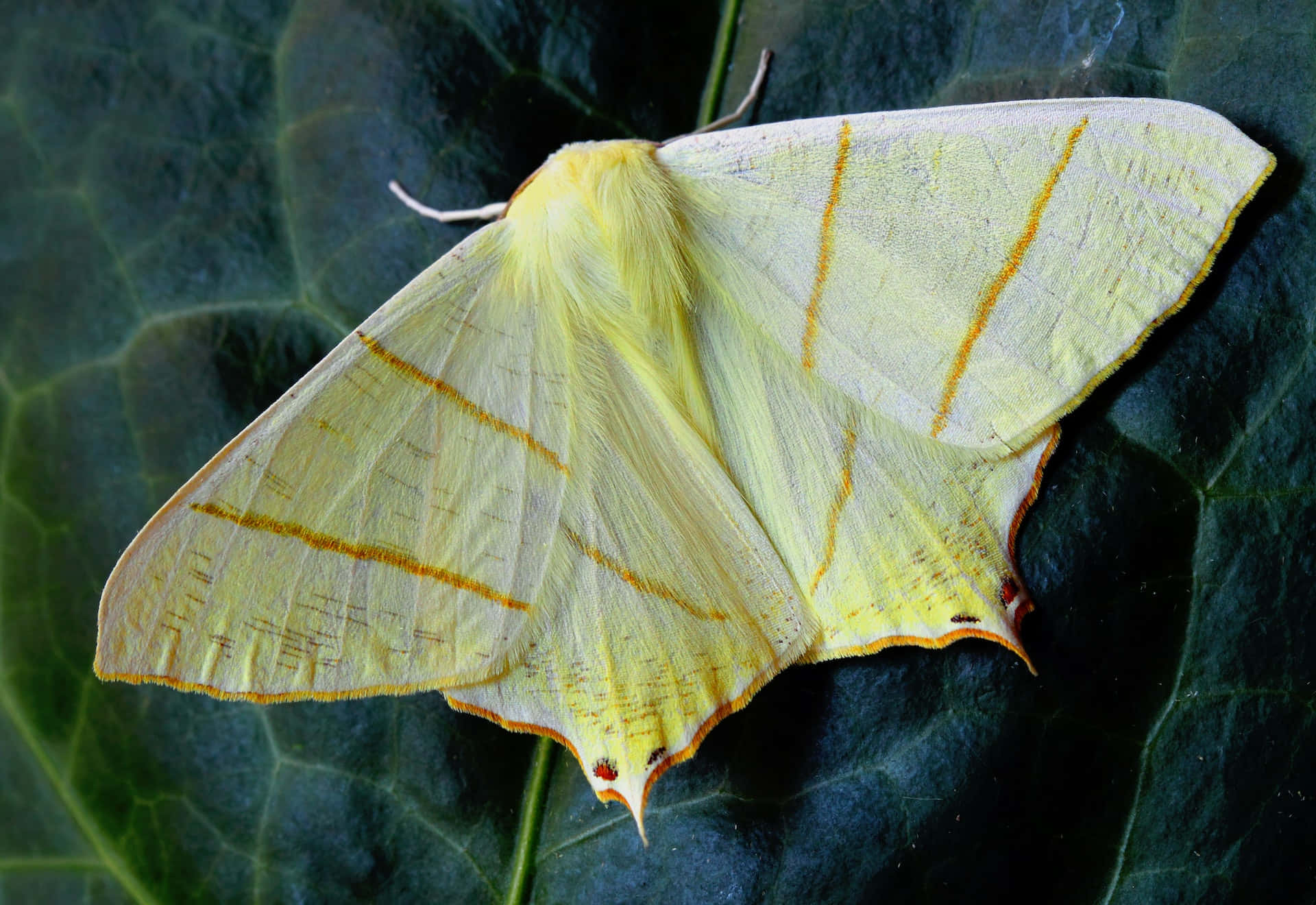 Graceful Yellow Butterfly on a Delicate Flower Wallpaper