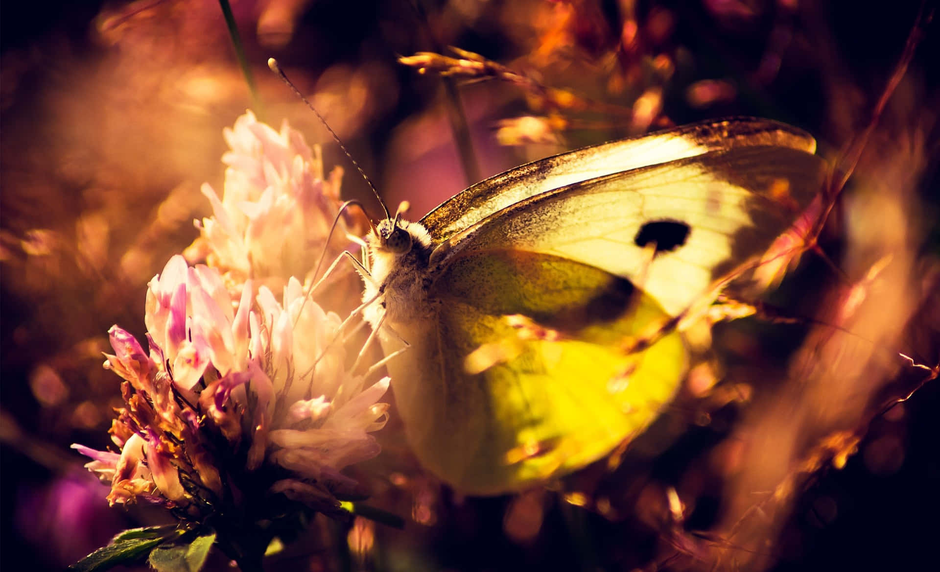 Sunny Yellow Butterfly on Floral Background Wallpaper