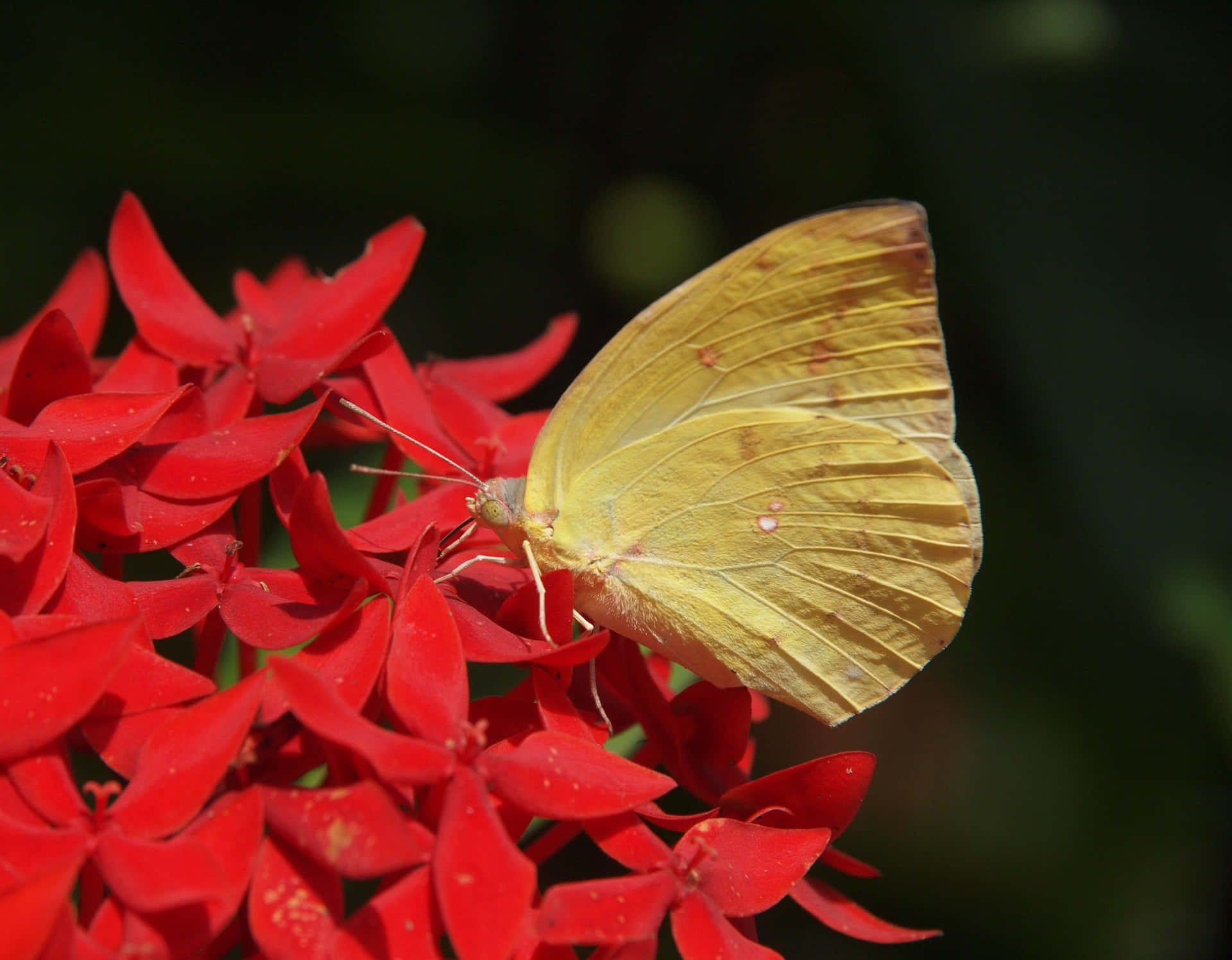 Caption: Vibrant Yellow Butterfly on Delicate Pink Flowers Wallpaper