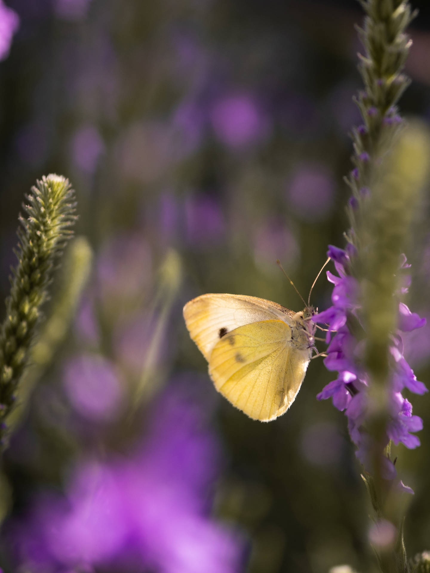 Yellow Butterfly On Purple Flower Bud Wallpaper