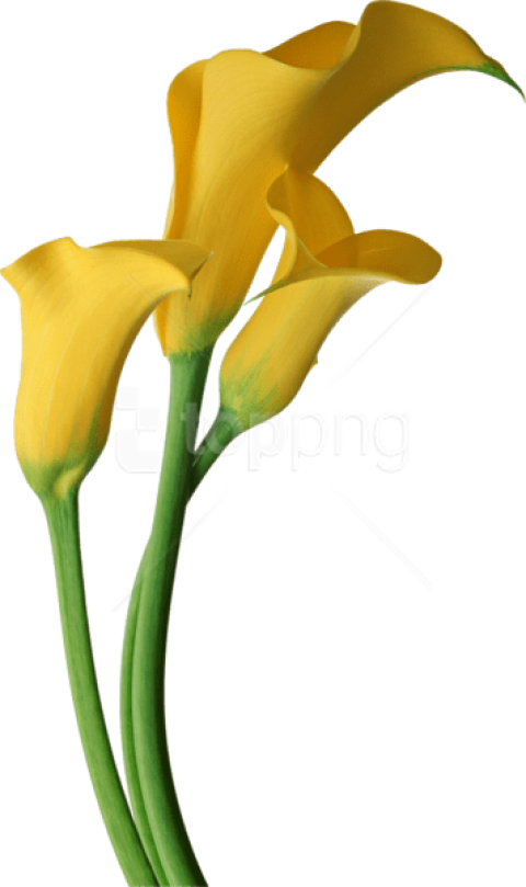 Yellow Calla Lilies Transparent Background PNG