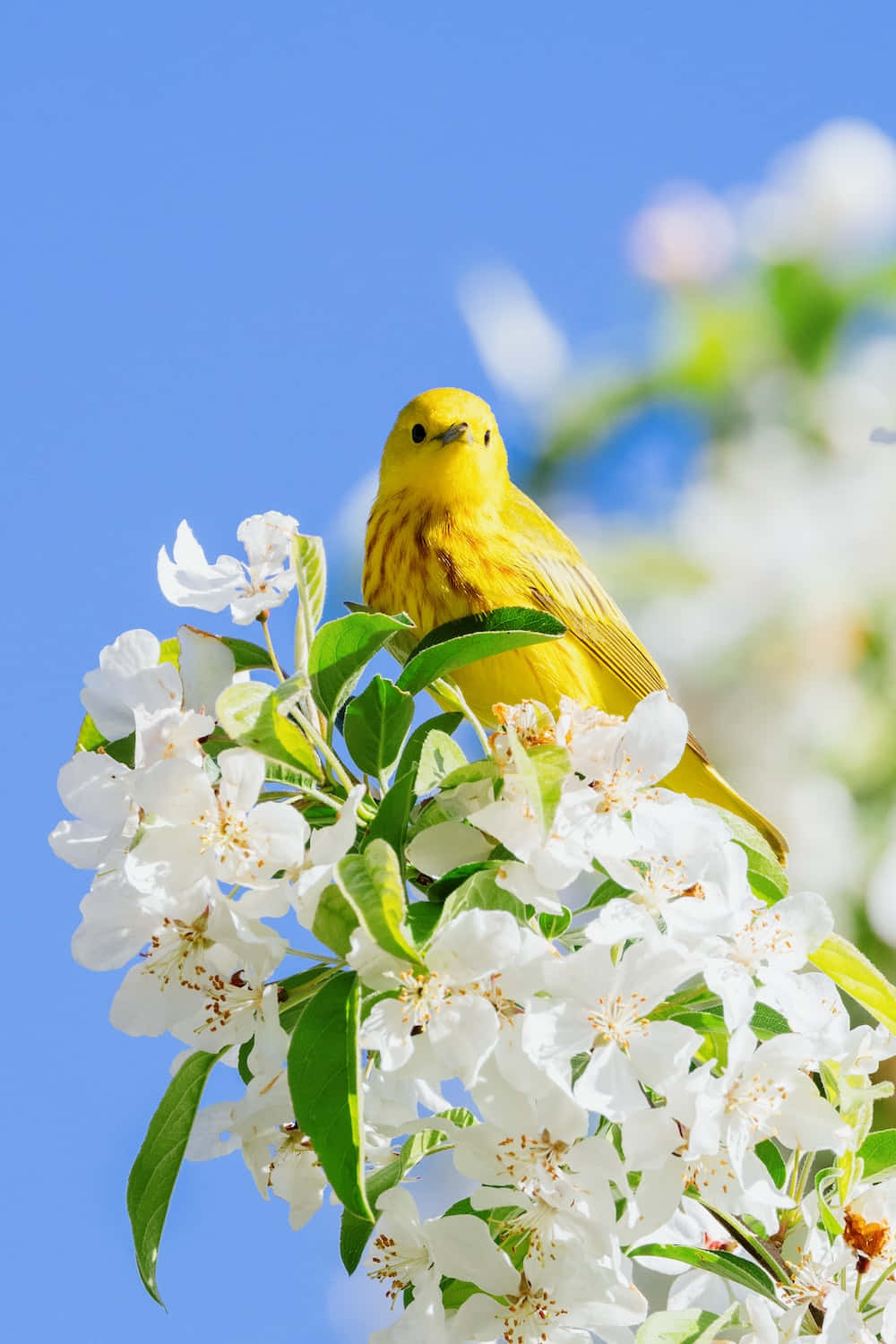 Yellow canary perched on a tree branch Wallpaper