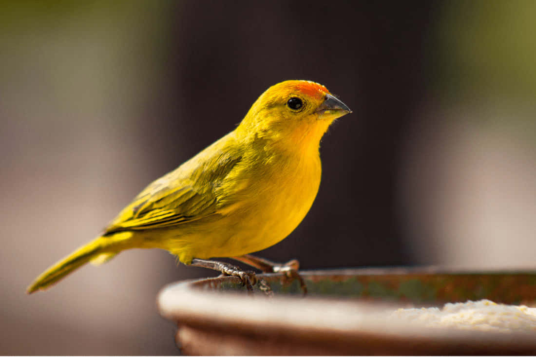 A Beautiful Yellow Canary Perched on a Branch Wallpaper