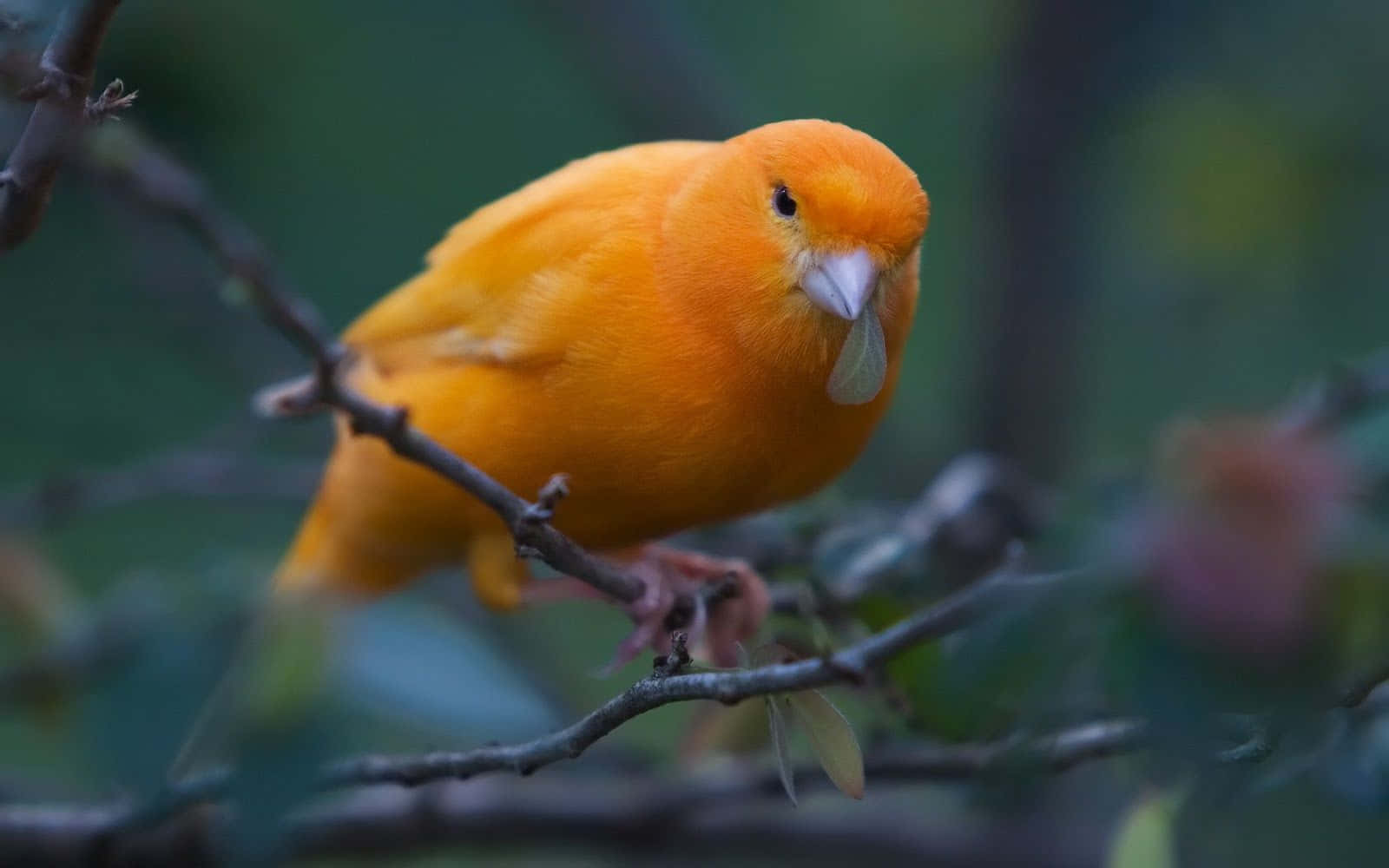 A Beautiful Yellow Canary Perched on a Branch Wallpaper