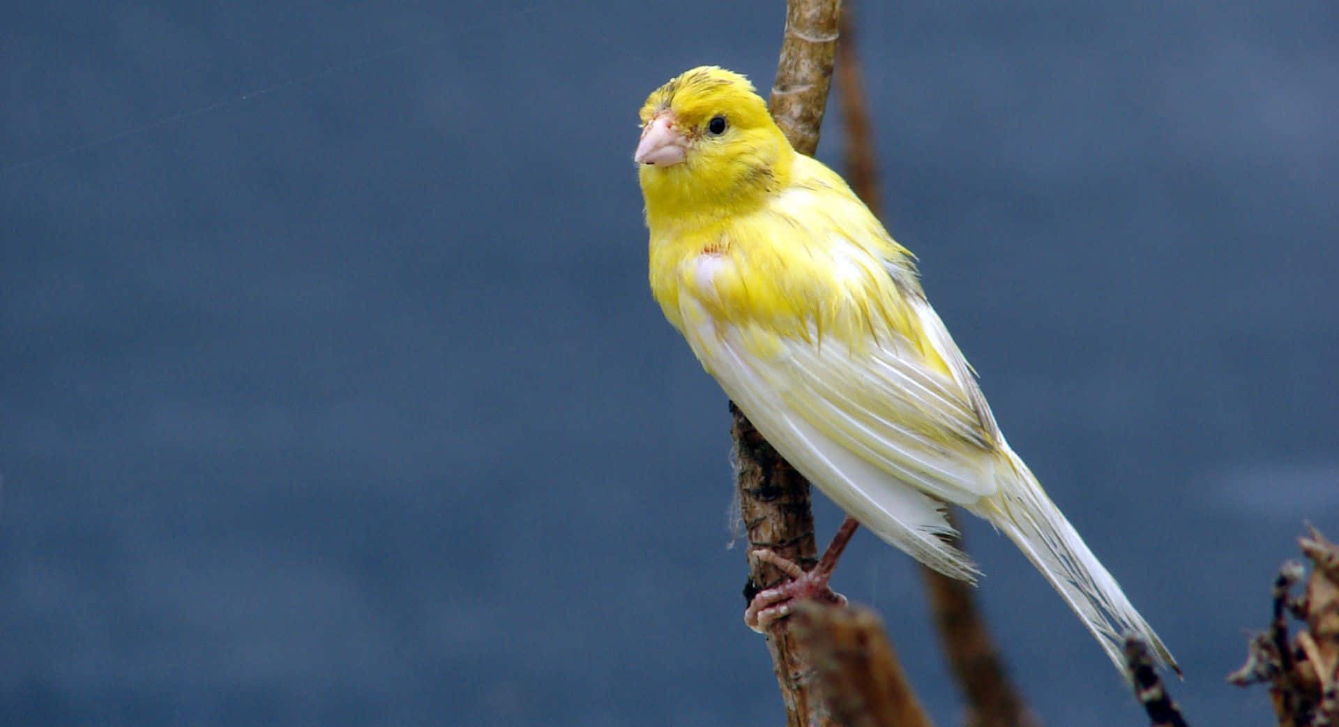 Yellow Canary perched on a branch Wallpaper