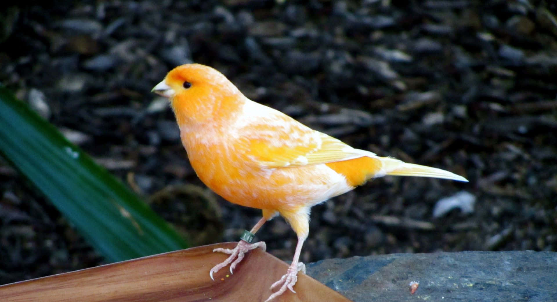 A Vibrant Yellow Canary in Natural Habitat Wallpaper