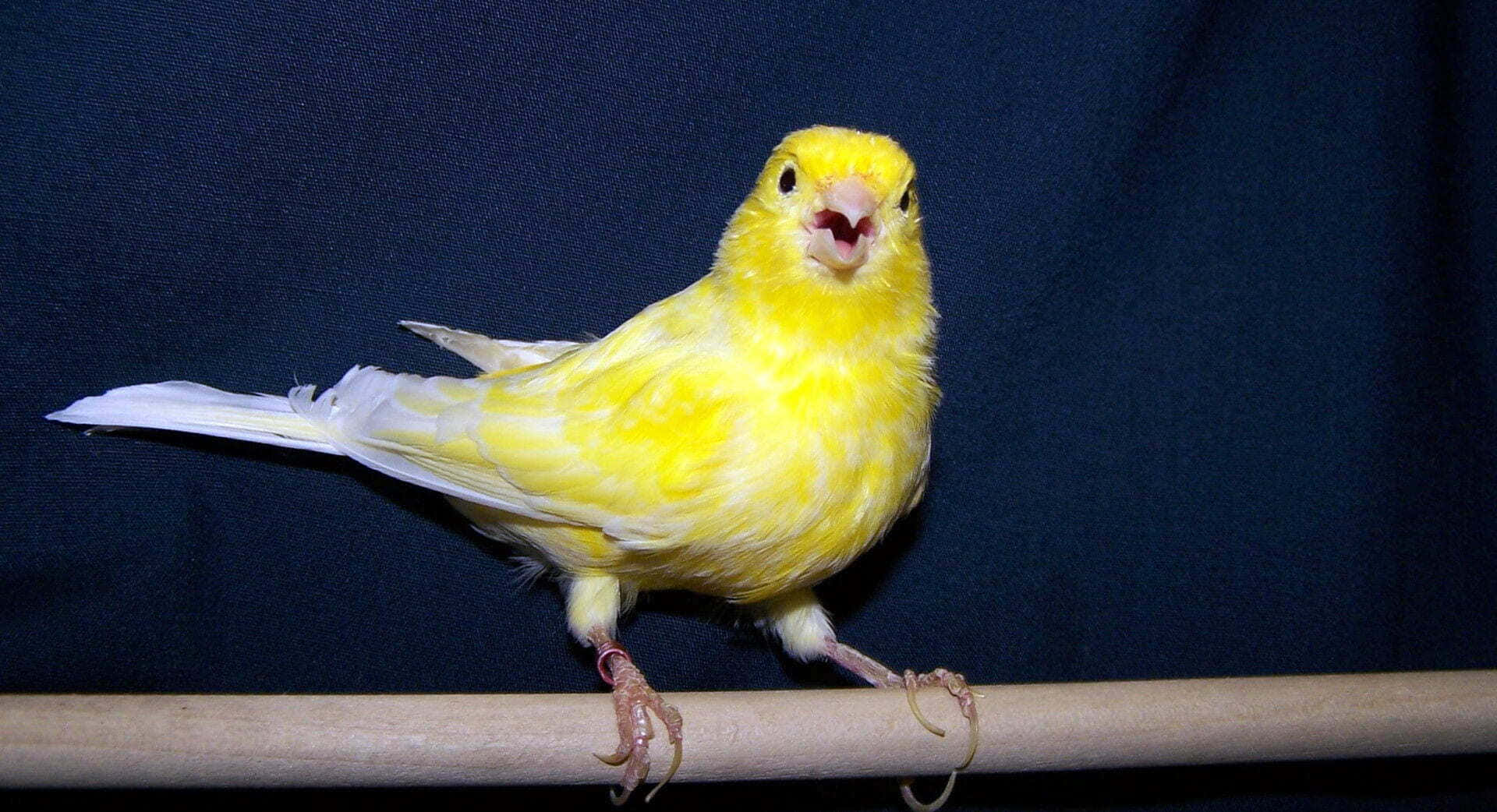 Chirpy Yellow Canary Perched Serenely Wallpaper