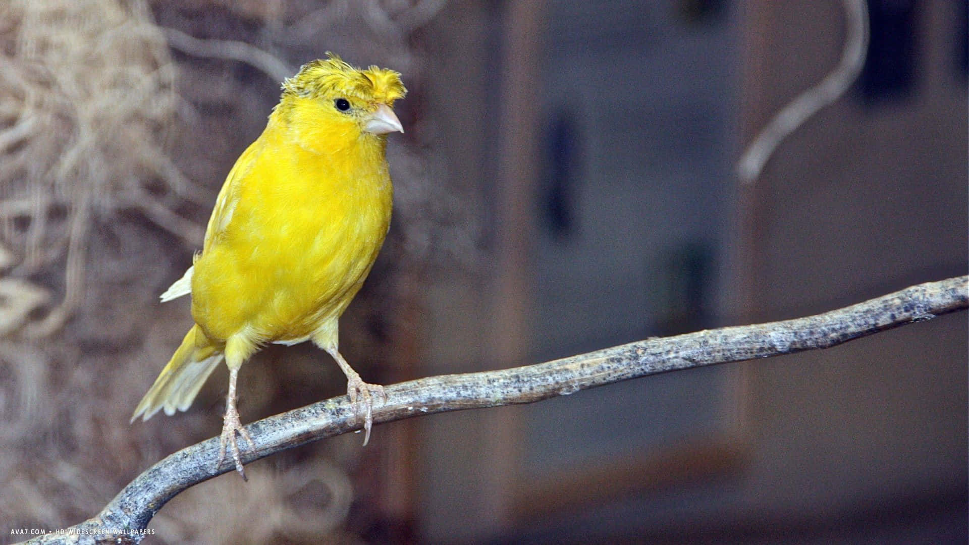 A Vibrant Yellow Canary Perched on a Branch Wallpaper
