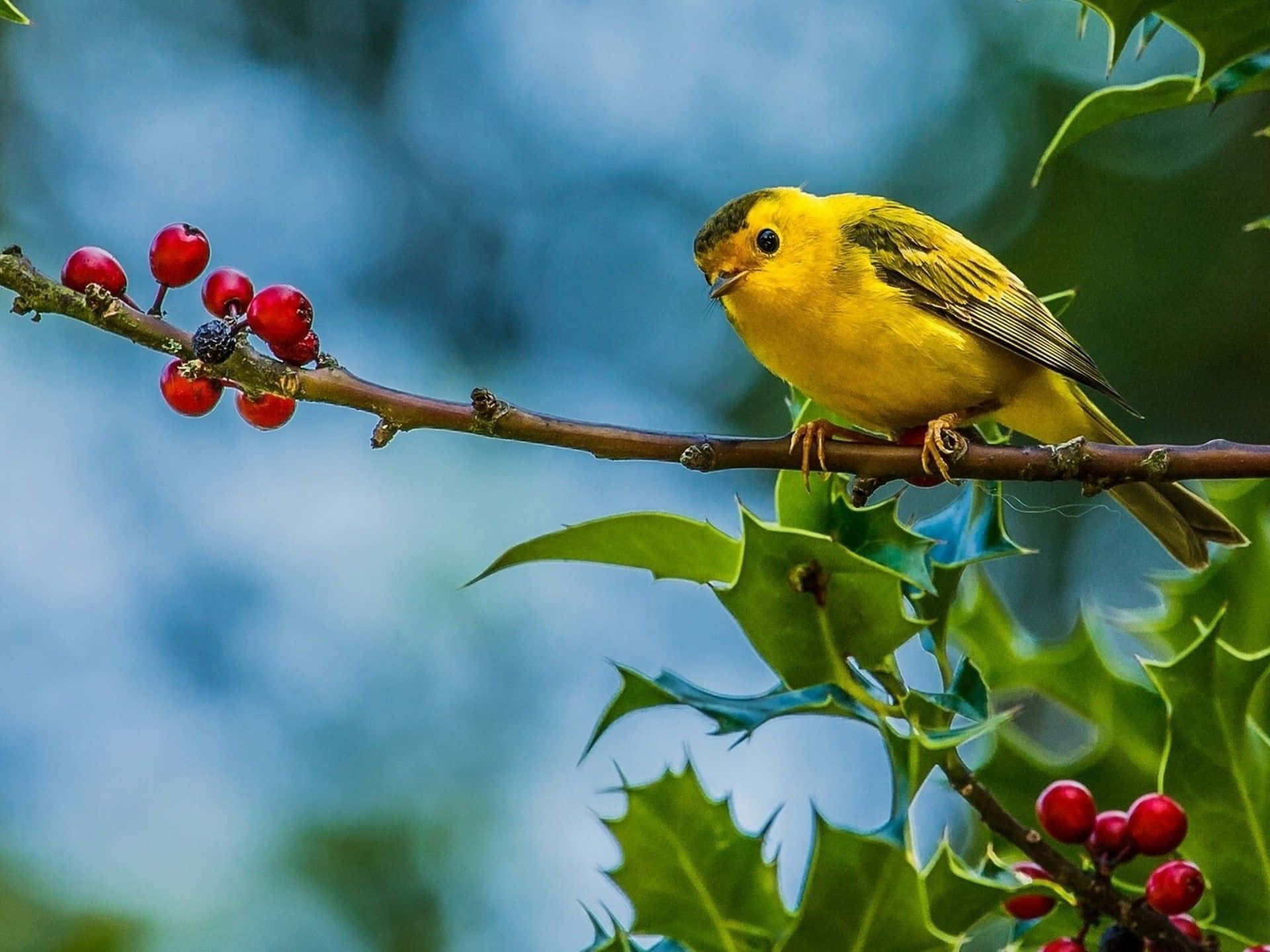 Vibrant Yellow Canary Perched on a Branch Wallpaper