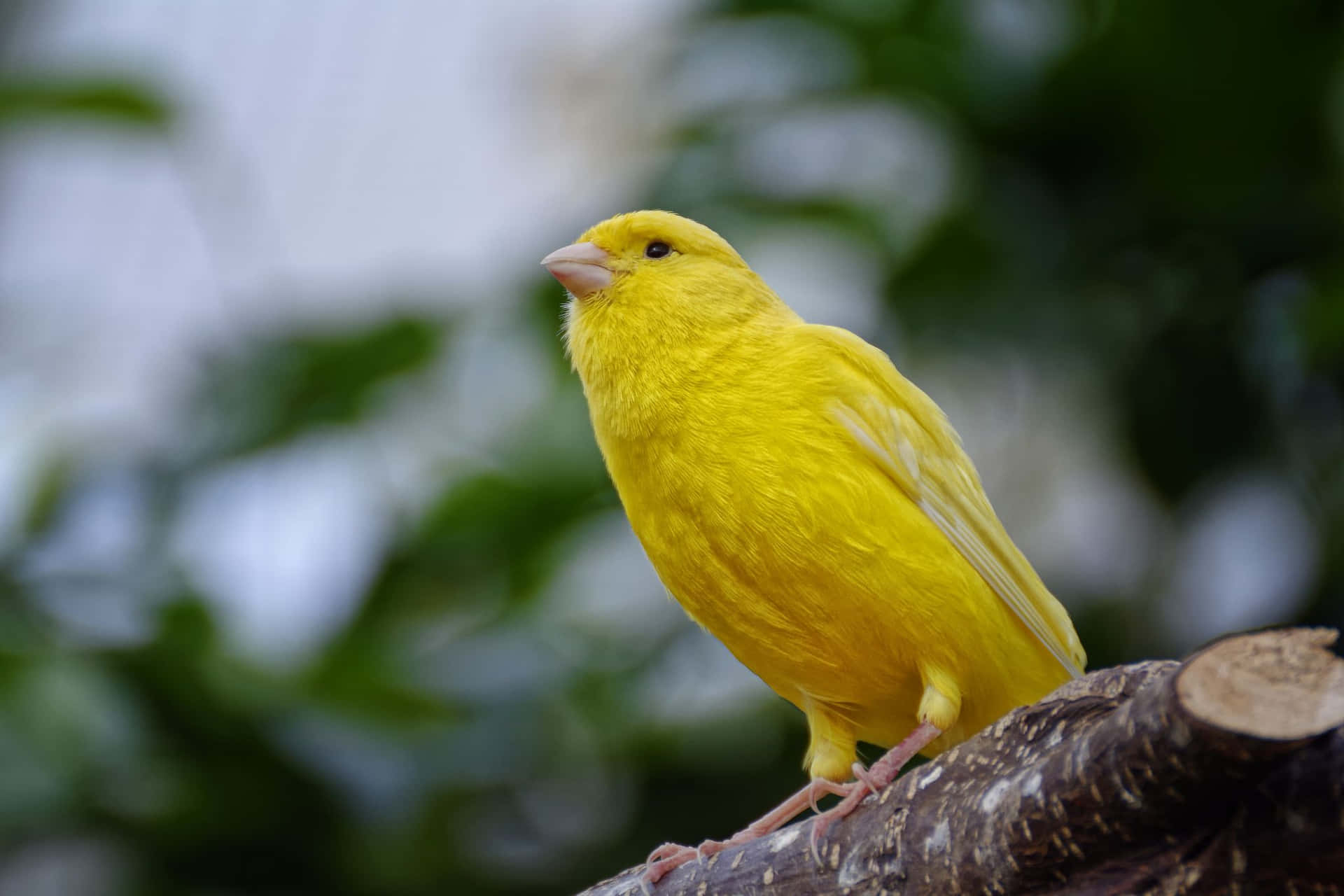 A Vibrant Yellow Canary Perched on a Branch Wallpaper