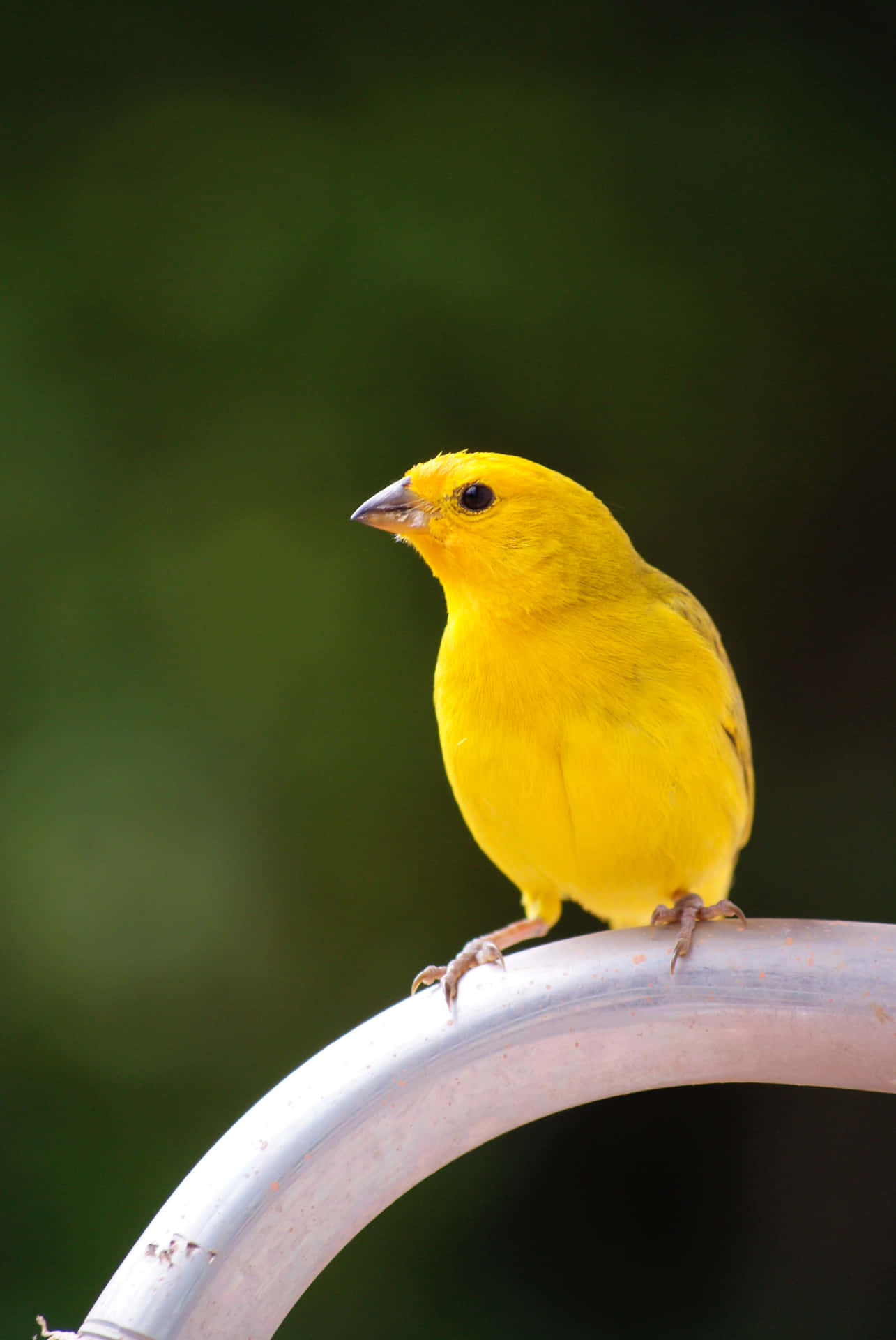 A vibrant Yellow Canary perched on a branch Wallpaper