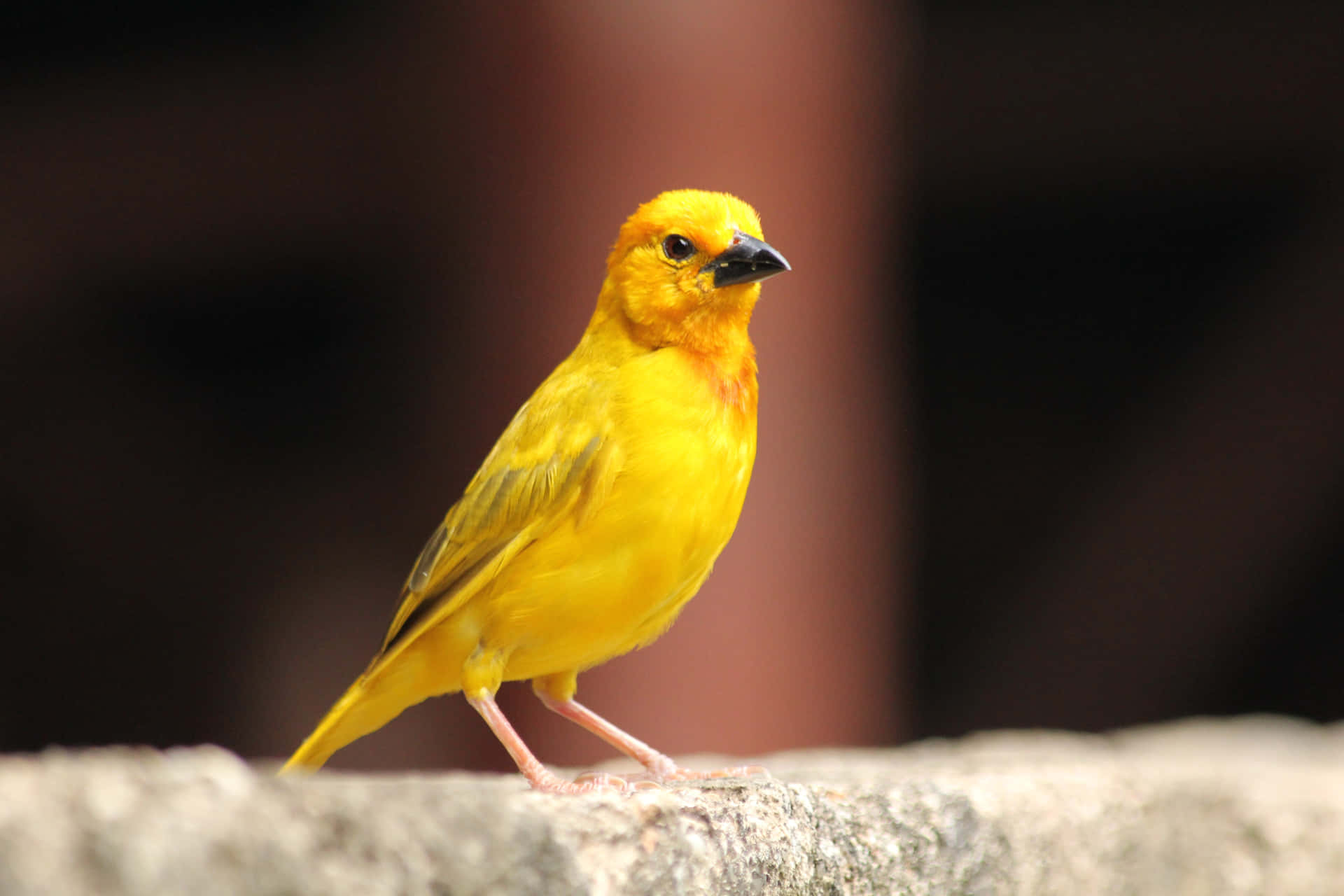 Yellow canary perched on a branch Wallpaper