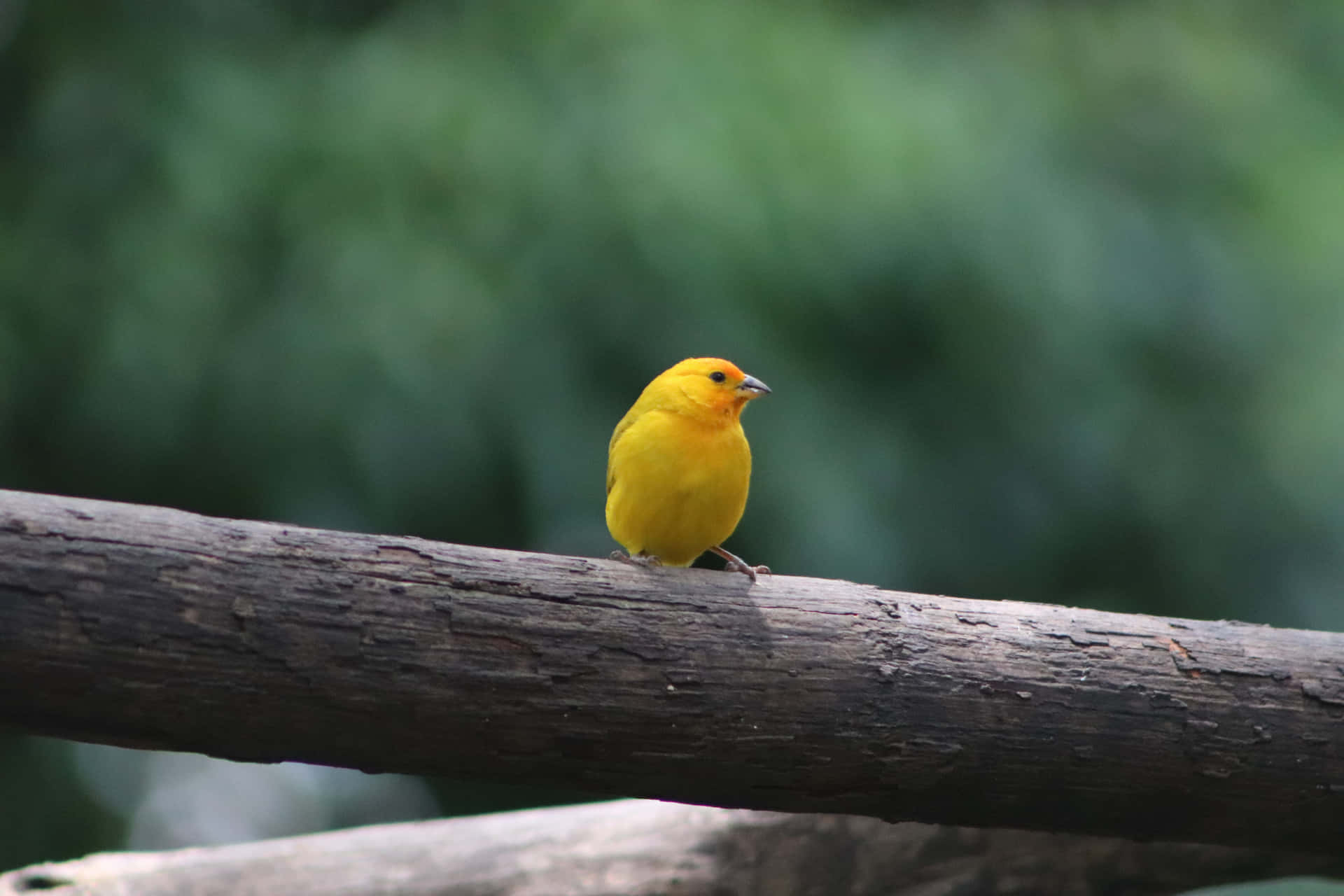 Levendige Gele Kanarie In Natuurlijke Habitat Achtergrond