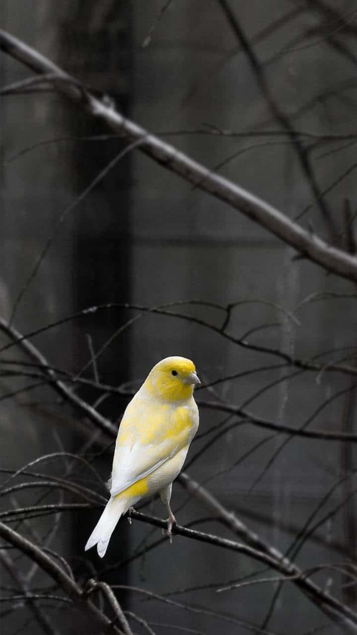 "Vivid Yellow Canary Perched" Wallpaper