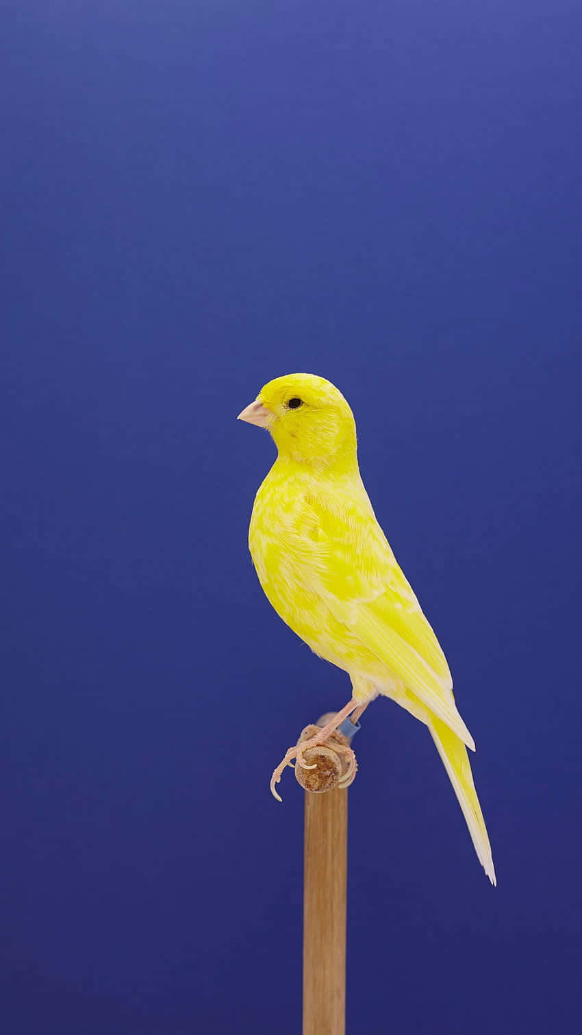 Download Vibrant Yellow Canary Perched on a Branch Wallpaper