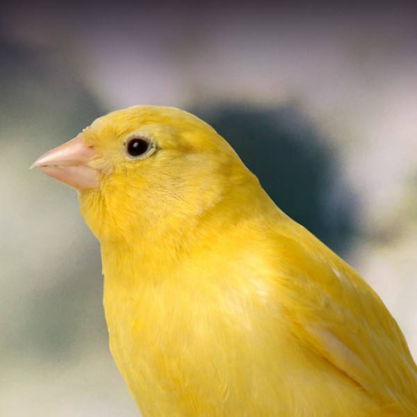Yellow Canary Bird Half Body Wallpaper