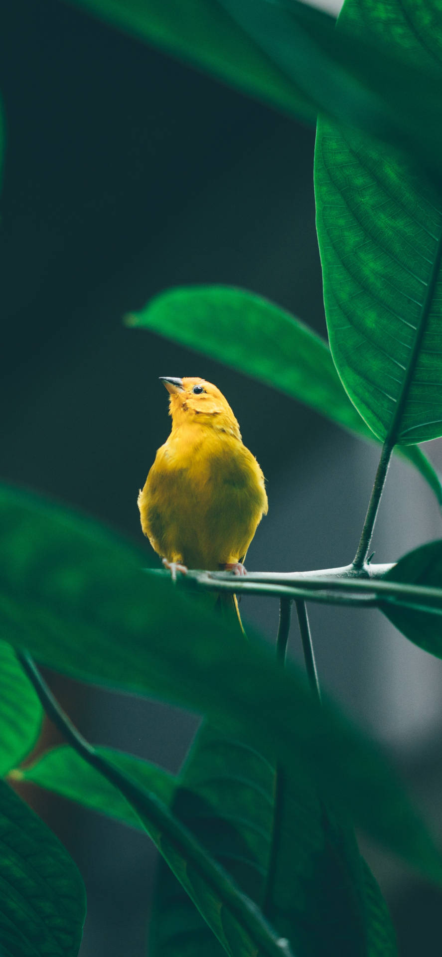 Yellow Canary Bird In Focus Wallpaper