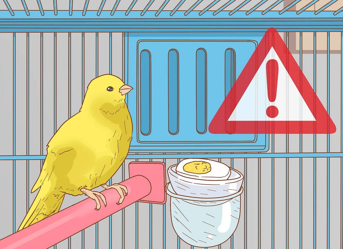 Yellow Canary Bird In Graphic Wallpaper