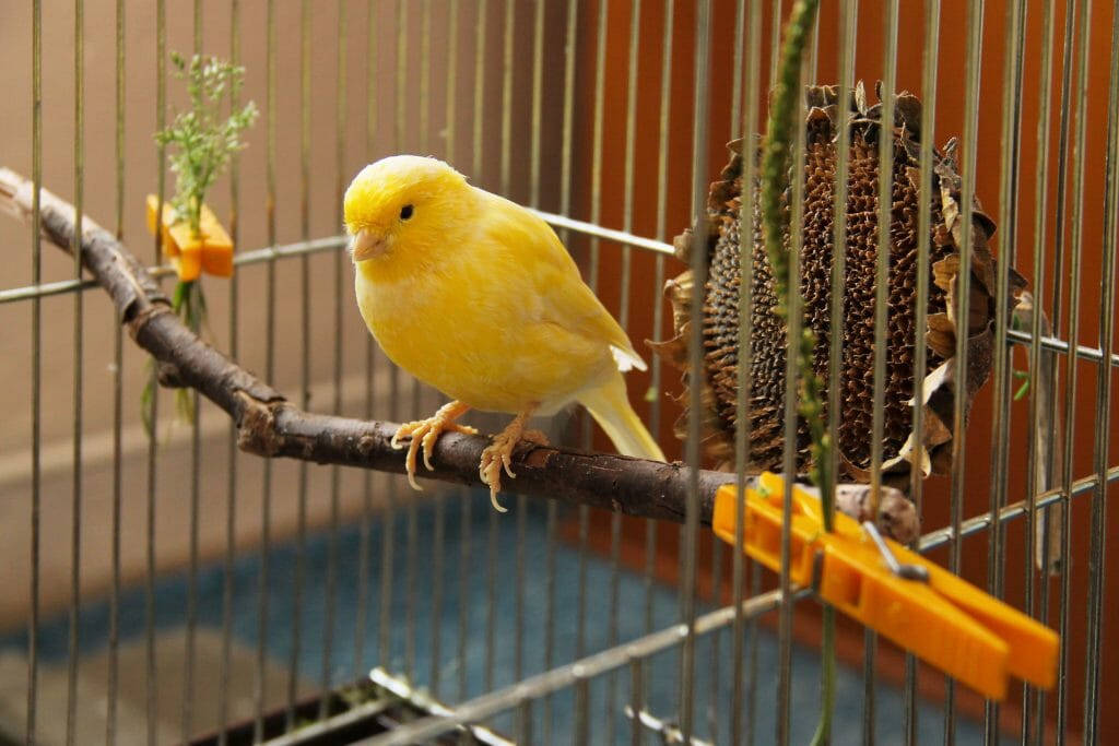 Yellow Canary Bird Inside A Cage Wallpaper