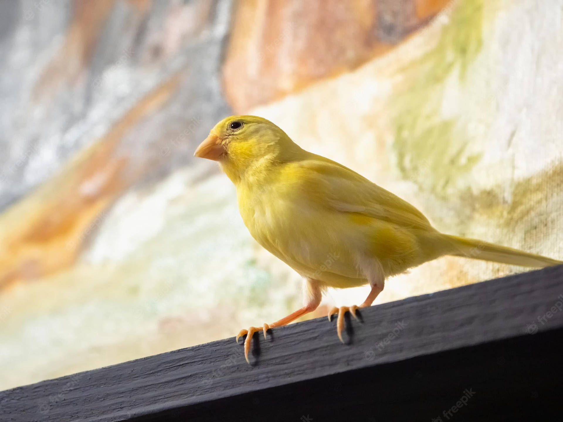 Yellow Canary Bird On A Desk Wallpaper