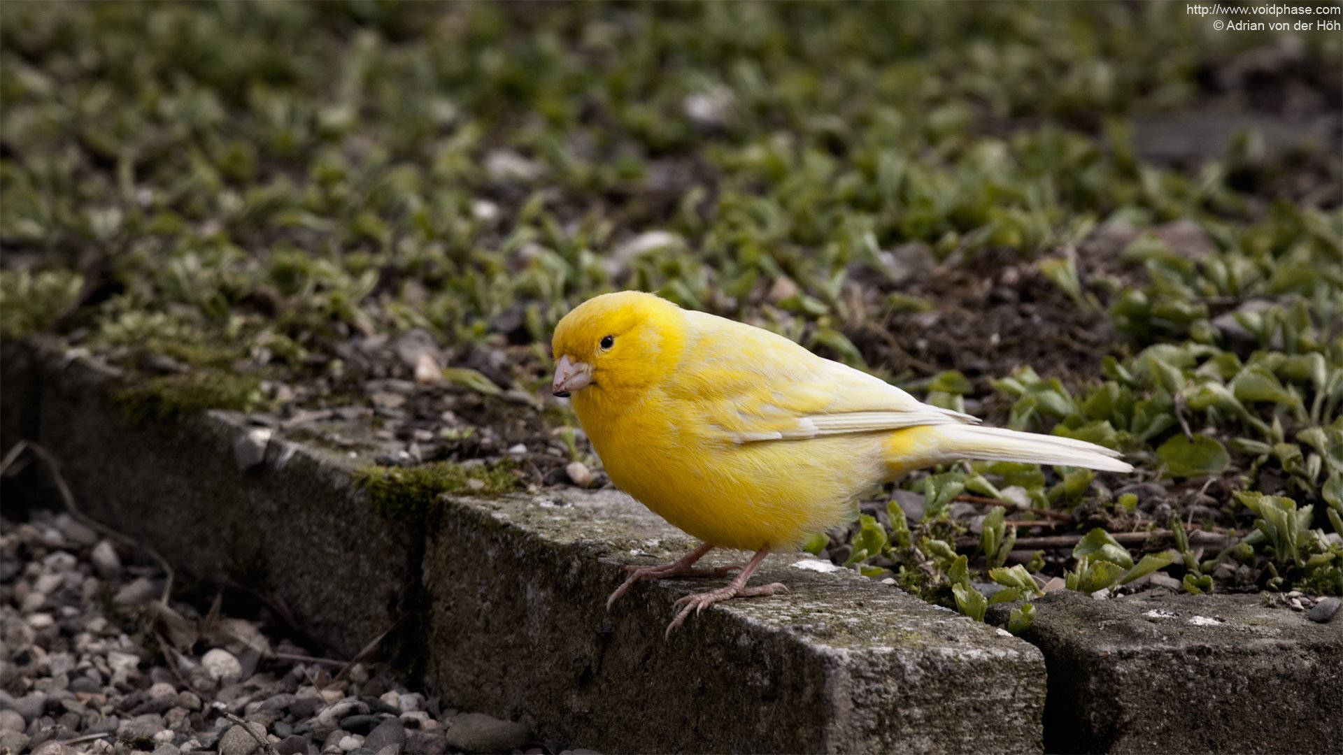Yellow Canary Bird On Cement Block Wallpaper