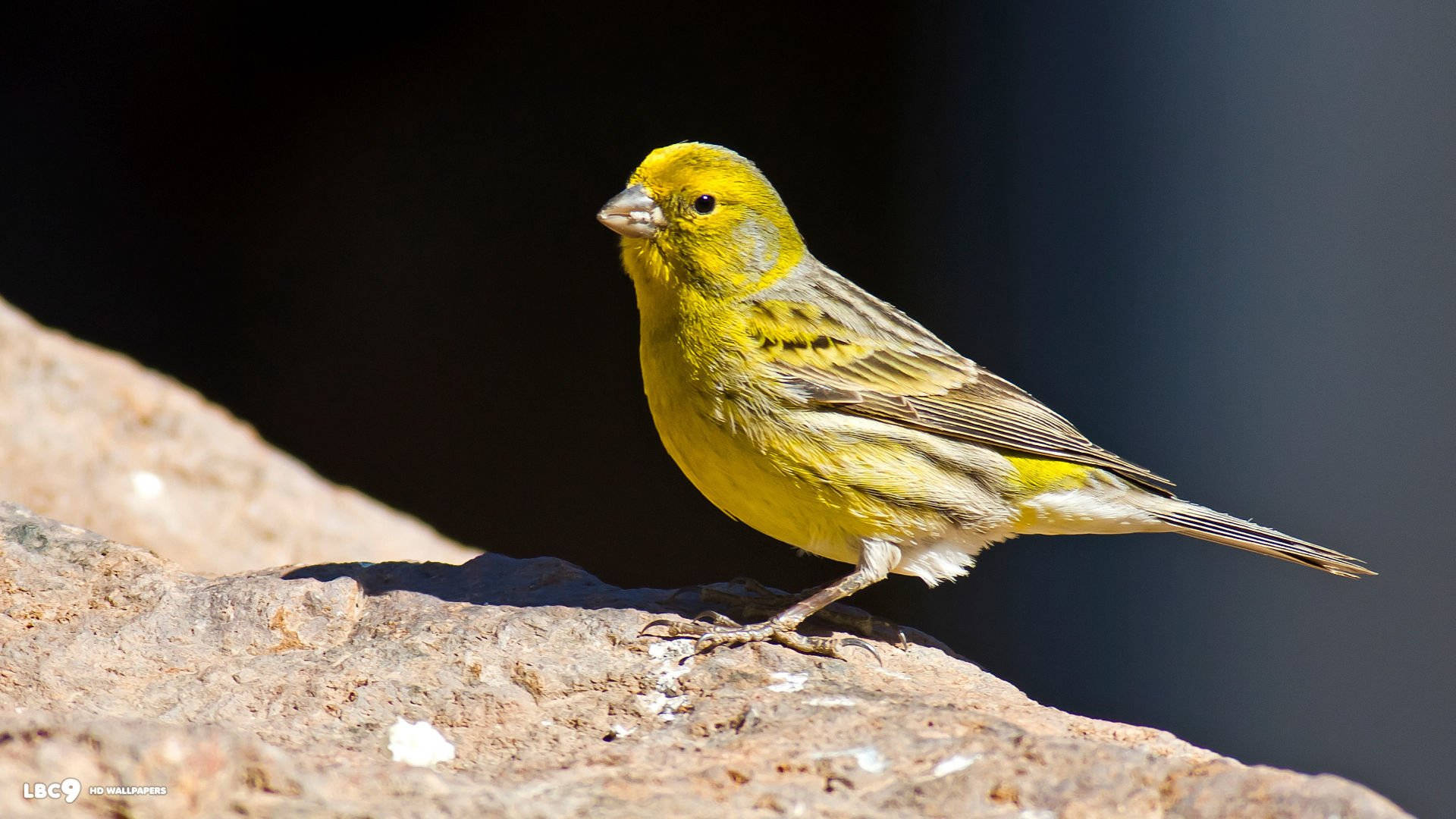 Yellow Canary Bird On Cliff Wallpaper