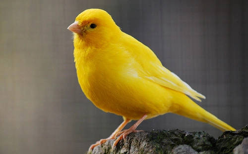 Yellow Canary Bird On The Rocks Wallpaper
