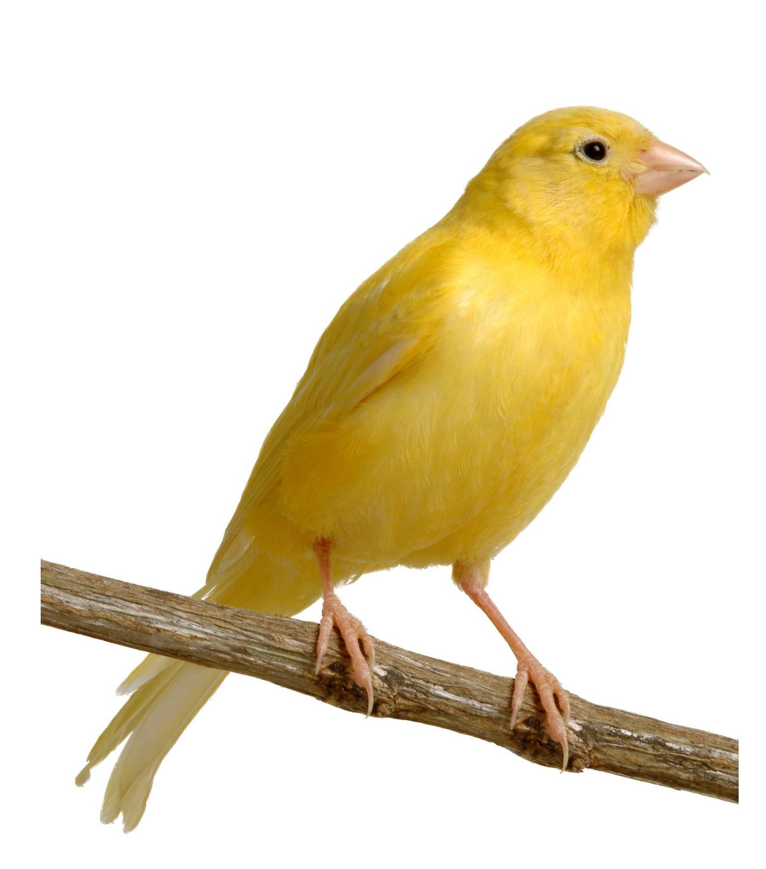 Yellow Canary Bird On Wooden Branch Wallpaper
