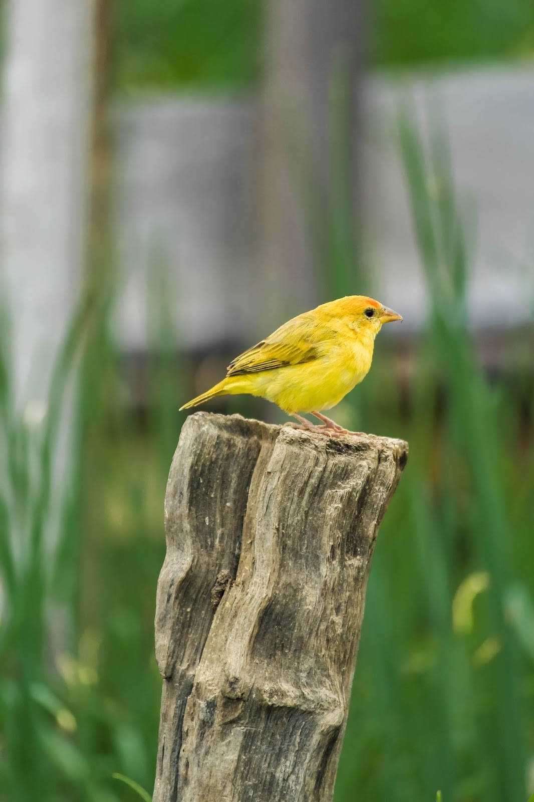 Yellow Canary Bird On Wooden Log Wallpaper